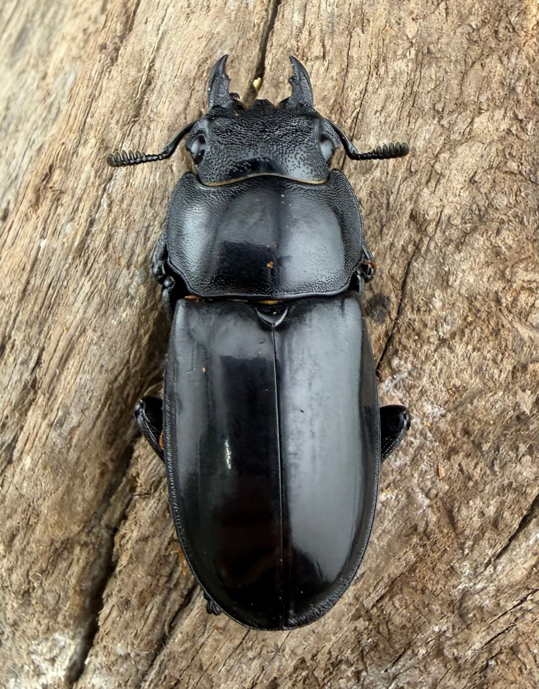 【WD】《マンディブラリスフタマタ 81.5mm ペア》