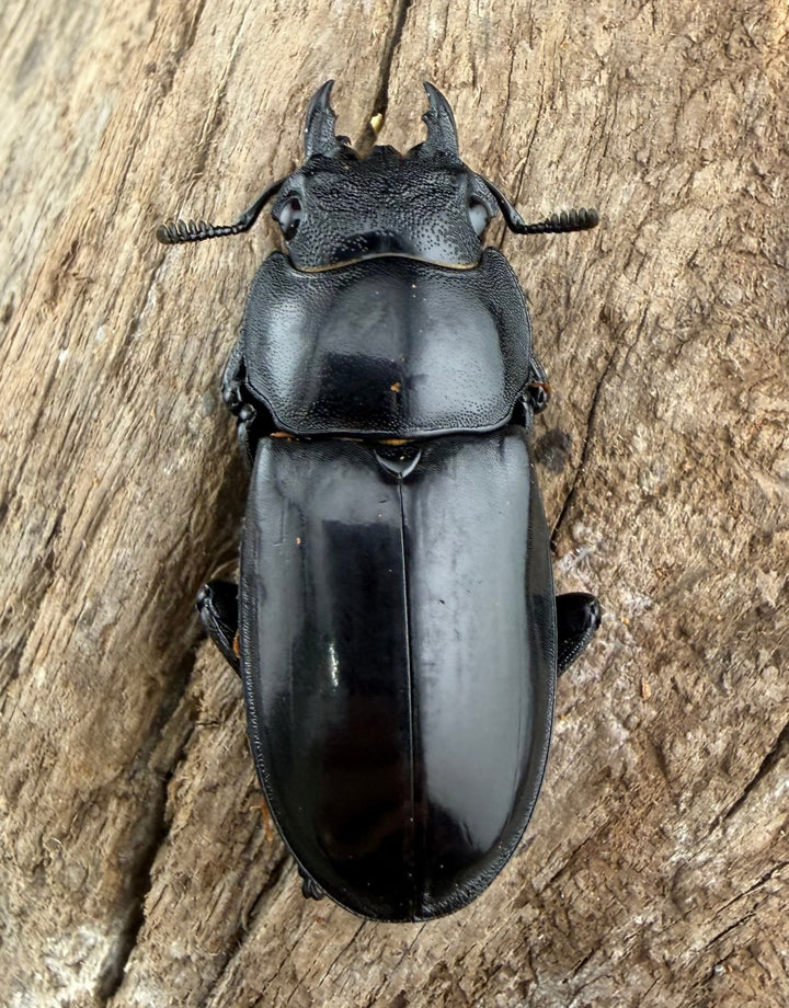 【WD】《マンディブラリスフタマタ 81.5mm ペア》