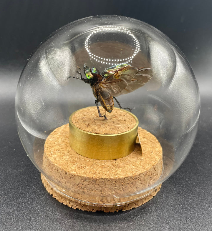 インテリア標本《ニジイロクワガタ♀》