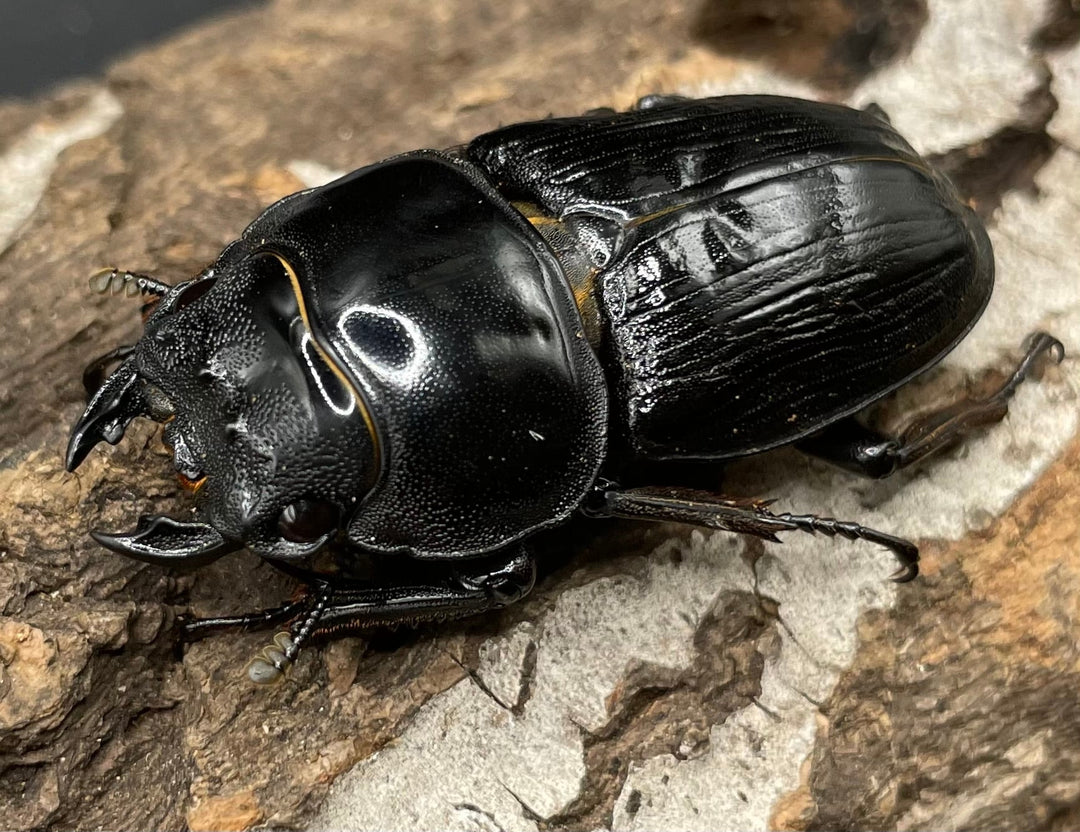 《ホペイオオクワガタ HG血統 75mm ペア》