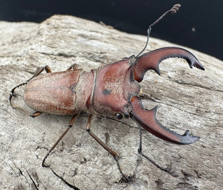 【WD】《スズムラホソアカ ロハス産 41mm ペア》