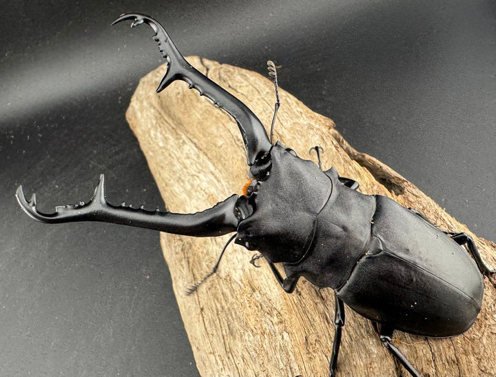 【WD】《 ギラファノコギリ亜種ケイスケ 107.5mm ♂単》