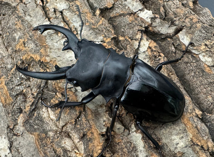 【WD】《インターメディアツヤクワガタ 86mm ペア》