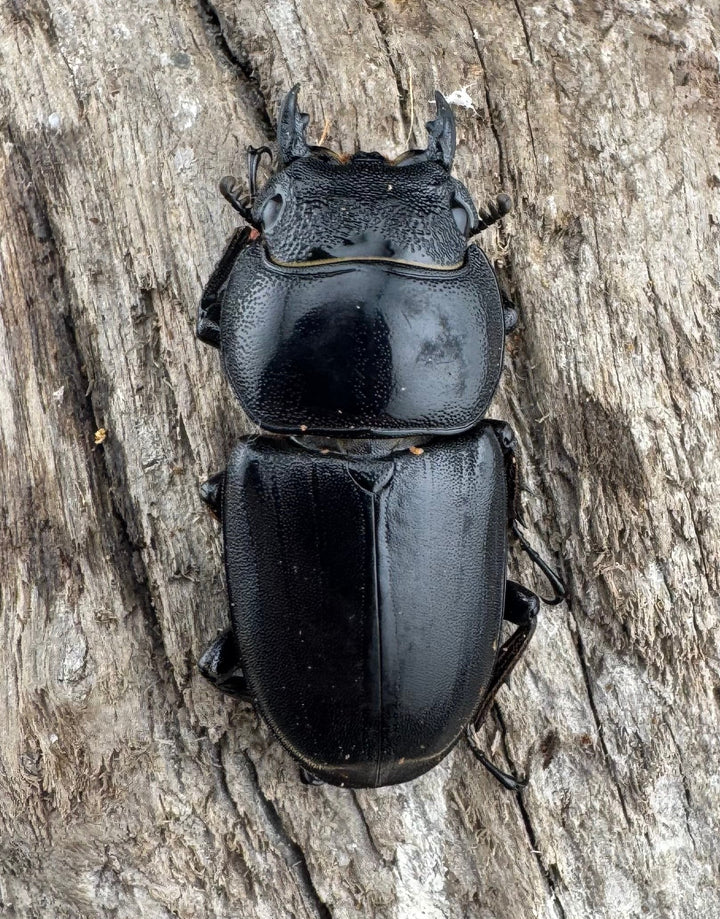 【WD】《ミンダナオヒラタ マラグサン産 86mm ペア》