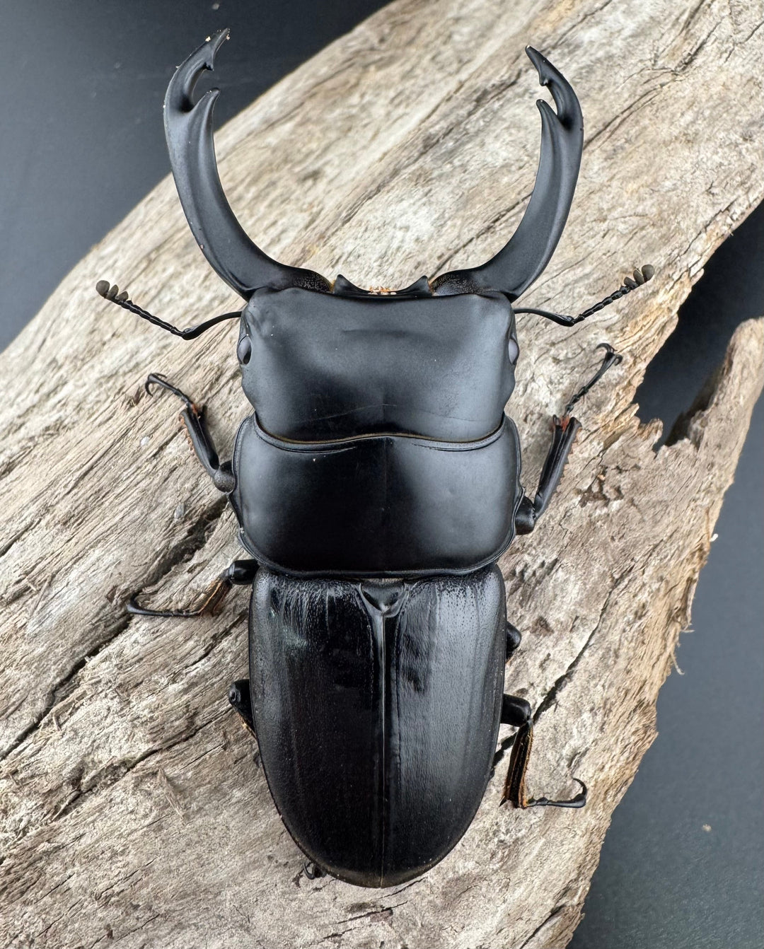 【WD】《ミンダナオパリーオオクワ キダパワン産 72mm ペア》