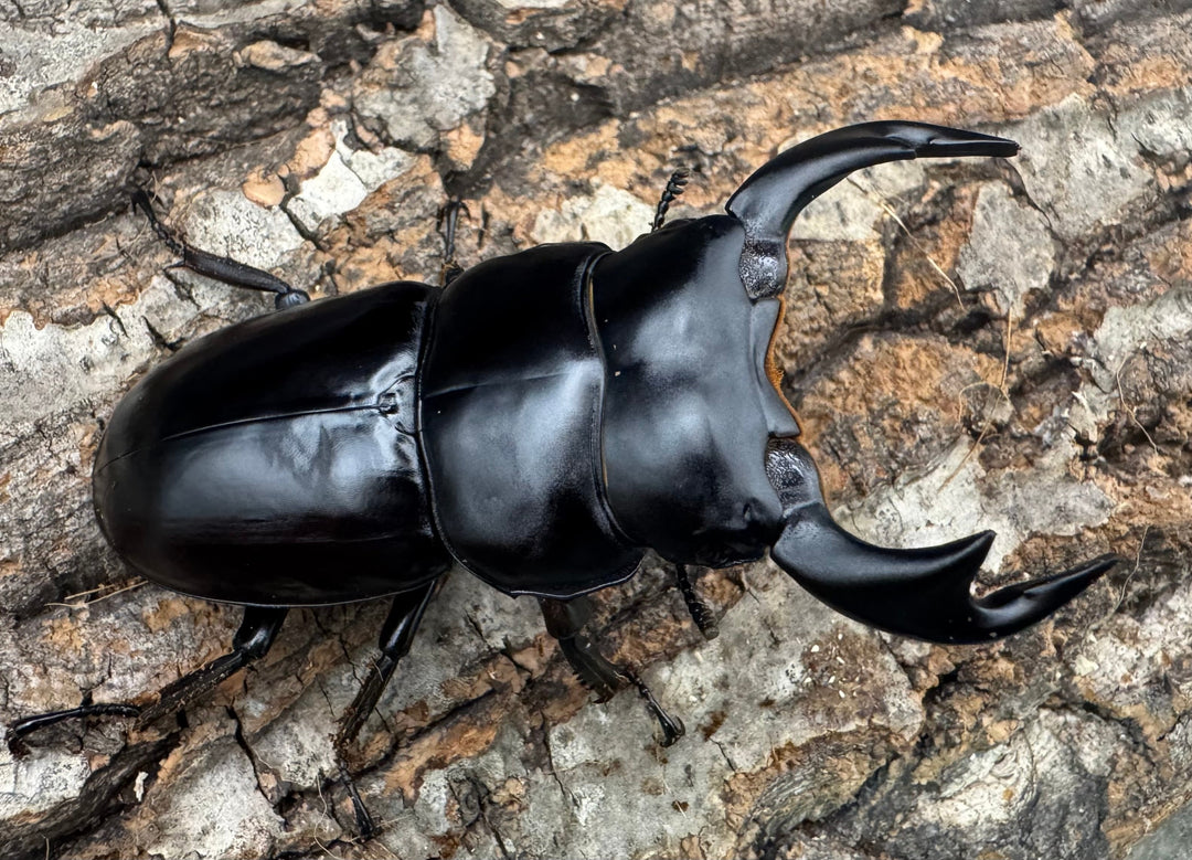 《インドアンタエウス サディア産 73mm ペア》