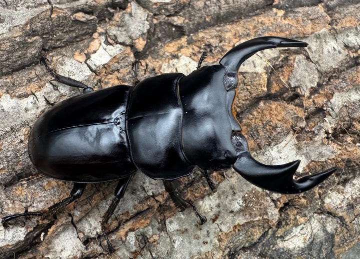 《インドアンタエウス サディア産 73mm ペア》