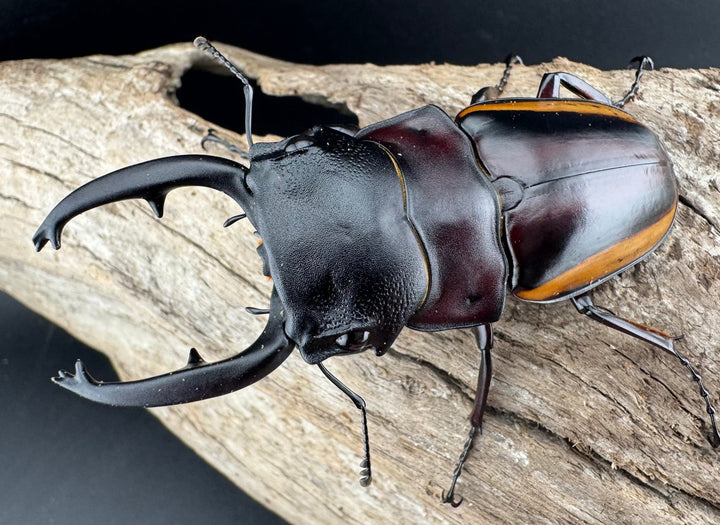 【WD】《スチーブンスツヤ亜種duivenbodei 大歯 74.5mm ペア》