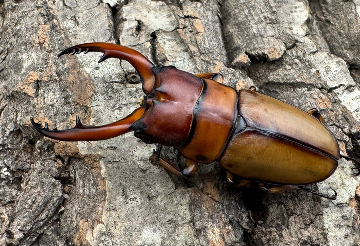 即ブリ《アスタコイデスノコギリ亜種ブランカルディ 64.5mm ♂単》