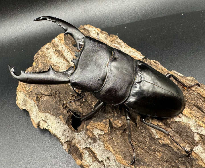 【WD】大型《ミンダナオヒラタ 91.5mmUP ペア》