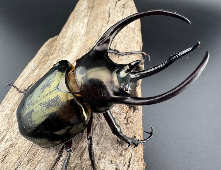 【WD】《ミンダナオアトラスオオカブト キダパワン産 88mm ペア》