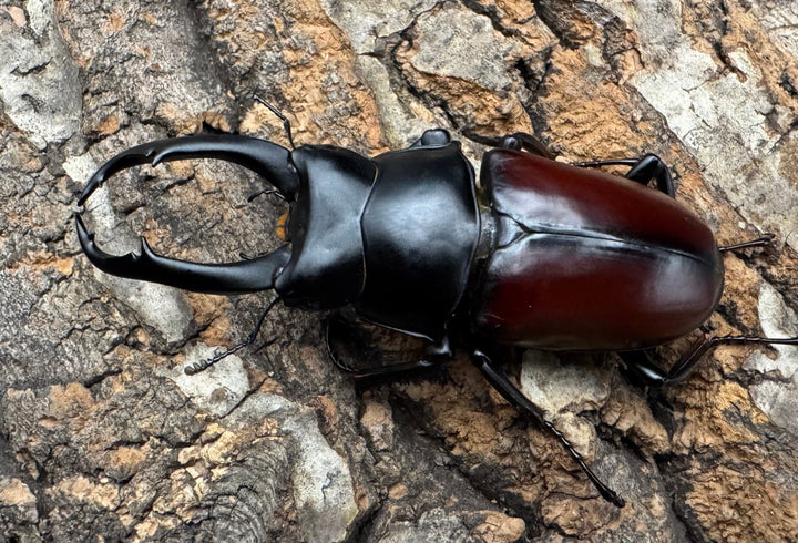 【WD】《ドンキエルコクワ原名亜種 71.5mm ♂♀♀トリオ》