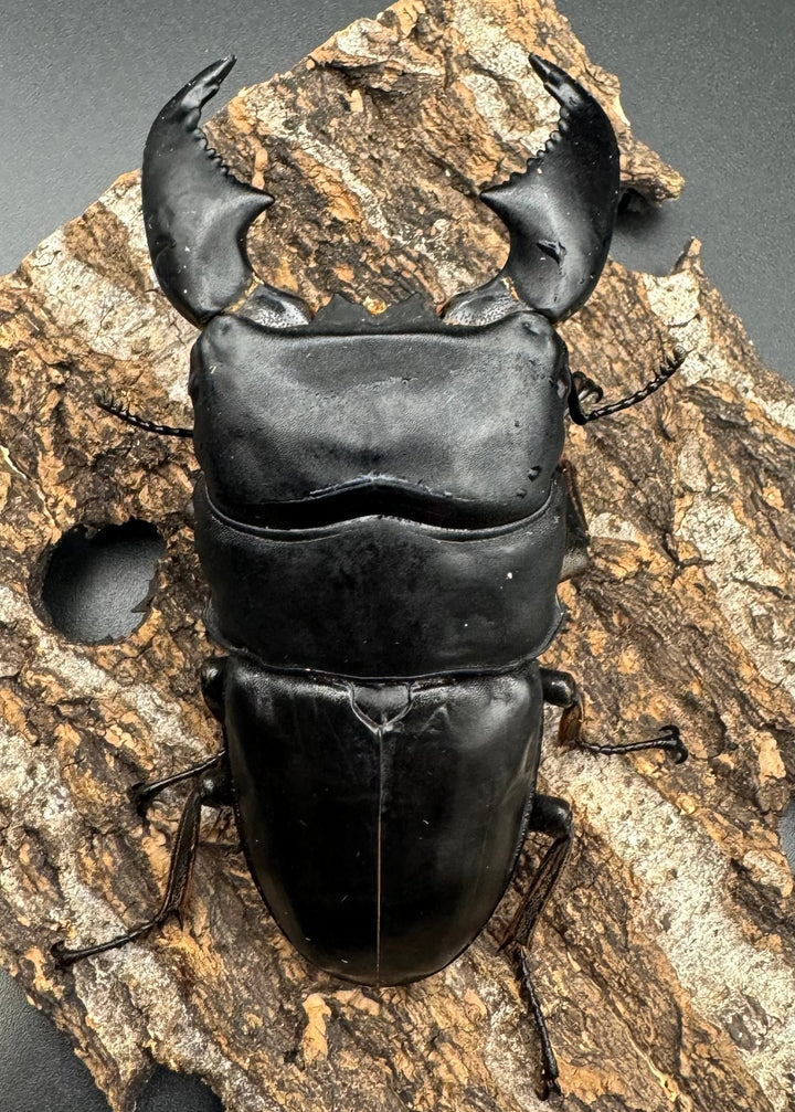 極太《スマトラオオヒラタ 90mm ペア》