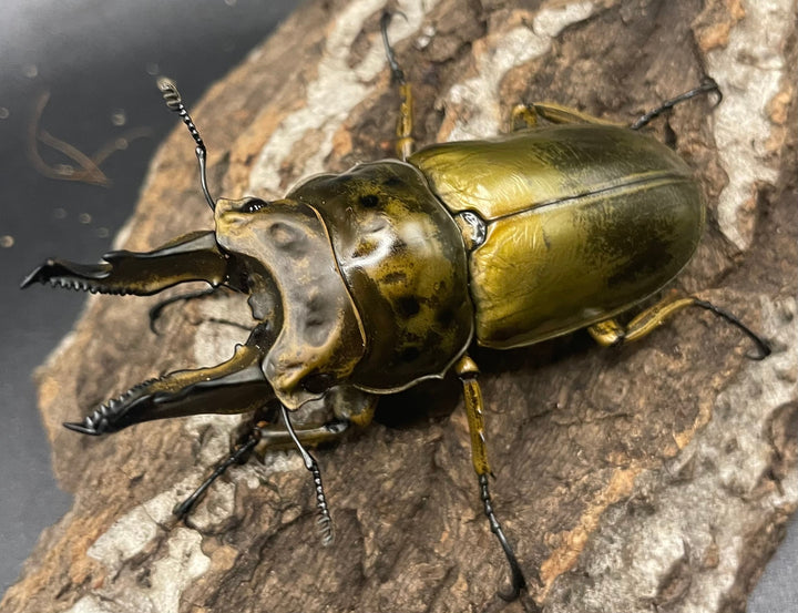 《ババオウゴンオニクワガタ 74.6mm ペア》
