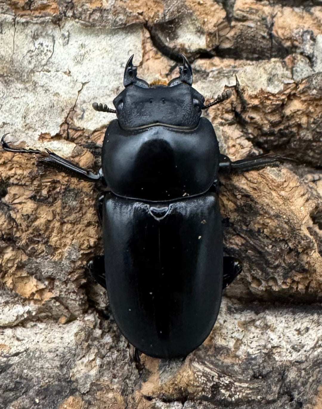 【WD】《セメノウコクワ 会東産 46mm ペア》