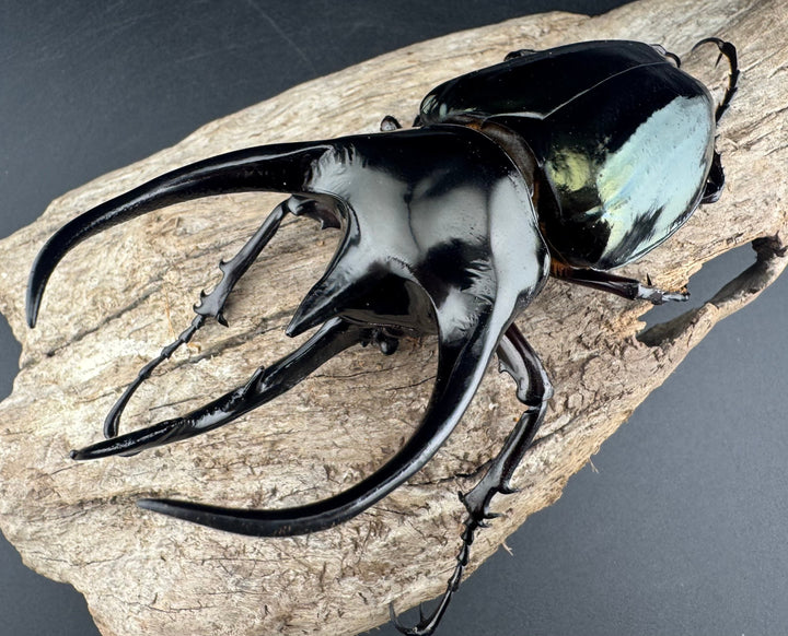 【WD】《ジャワコーカサスオオカブト 111mm ペア》