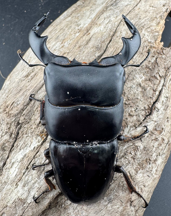 【WD】《ダイオウヒラタ 東ジャワ産 82.5mm ペア》