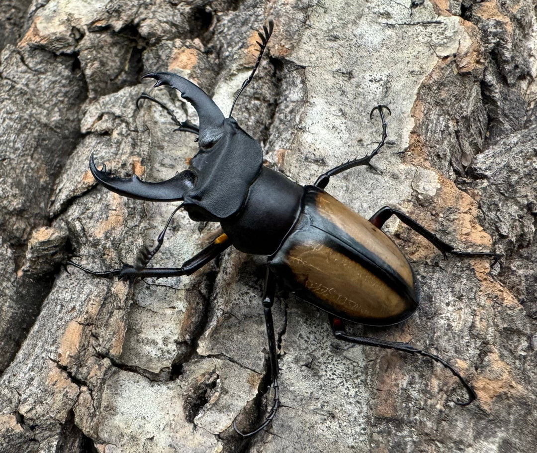 【WD】《パリーミヤマクワガタ 38mm ペア》