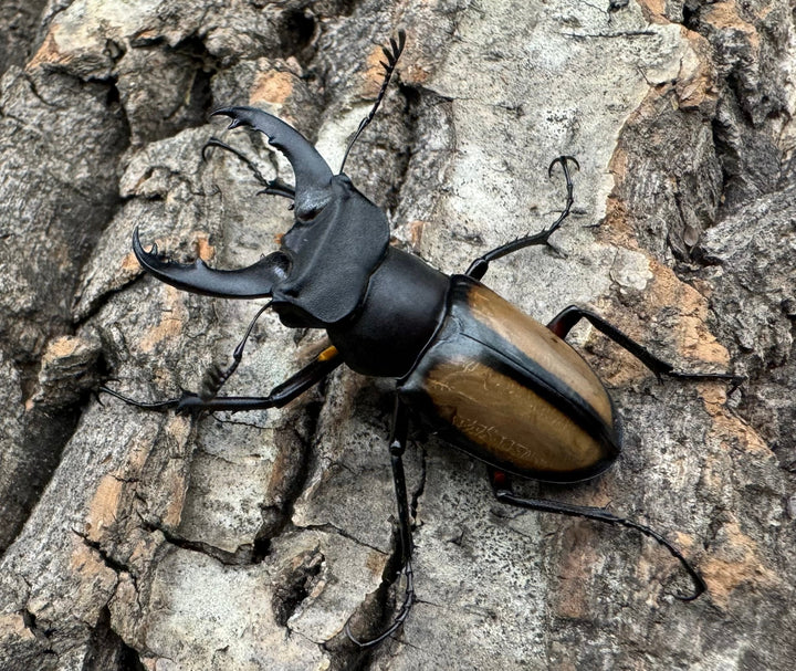 【WD】《パリーミヤマクワガタ 38mm ペア》