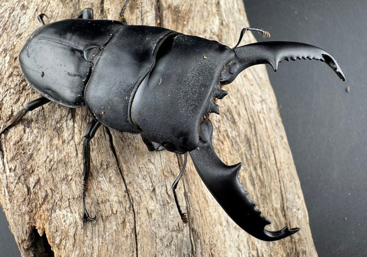 【WD】《ミンダナオヒラタ マラグサン産 81.5mm ペア》