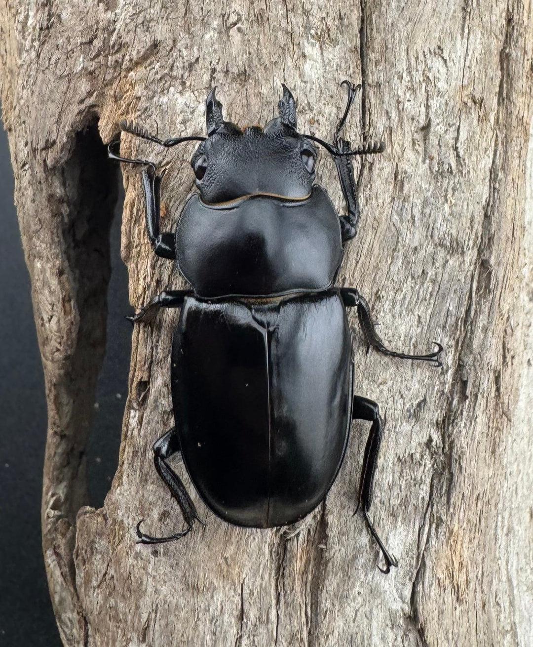 《ボーリンフタマタ亜種バミノルム 55mm ♂♀♀トリオ》