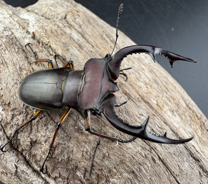 【WD】2018新種記載《ジュシャンミヤマ 58mm ペア》①