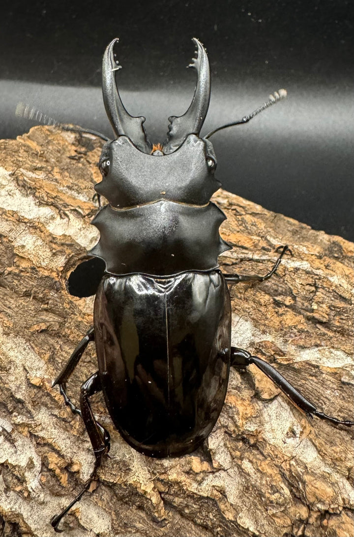 【WD】《ベリコサツヤクワガタ 73.5mm ペア》