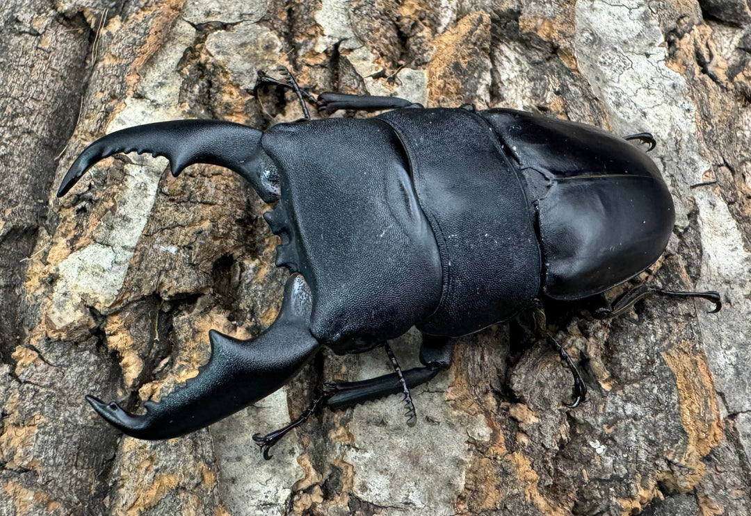 【WF1】即ブリ《マリンドッケヒラタ 88mm ペア》