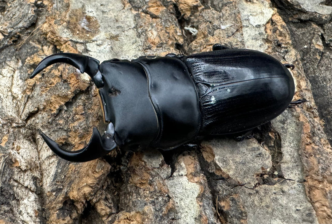 【WD】《ジャワパリーオオクワ 54mm ペア》