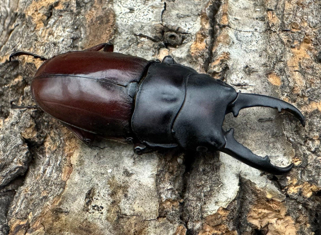 《ジュリエットノコギリ 42mm ペア》わたくわ氏ブリード個体