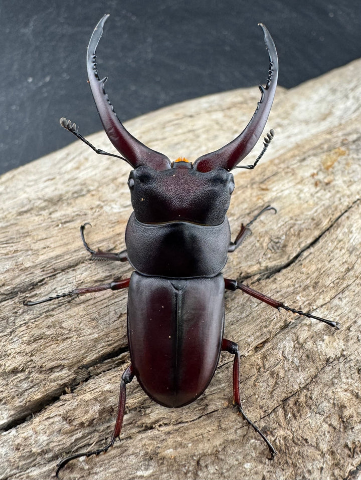 【WD】《グラキリスノコギリヒラタクワガタ 52mm ペア》