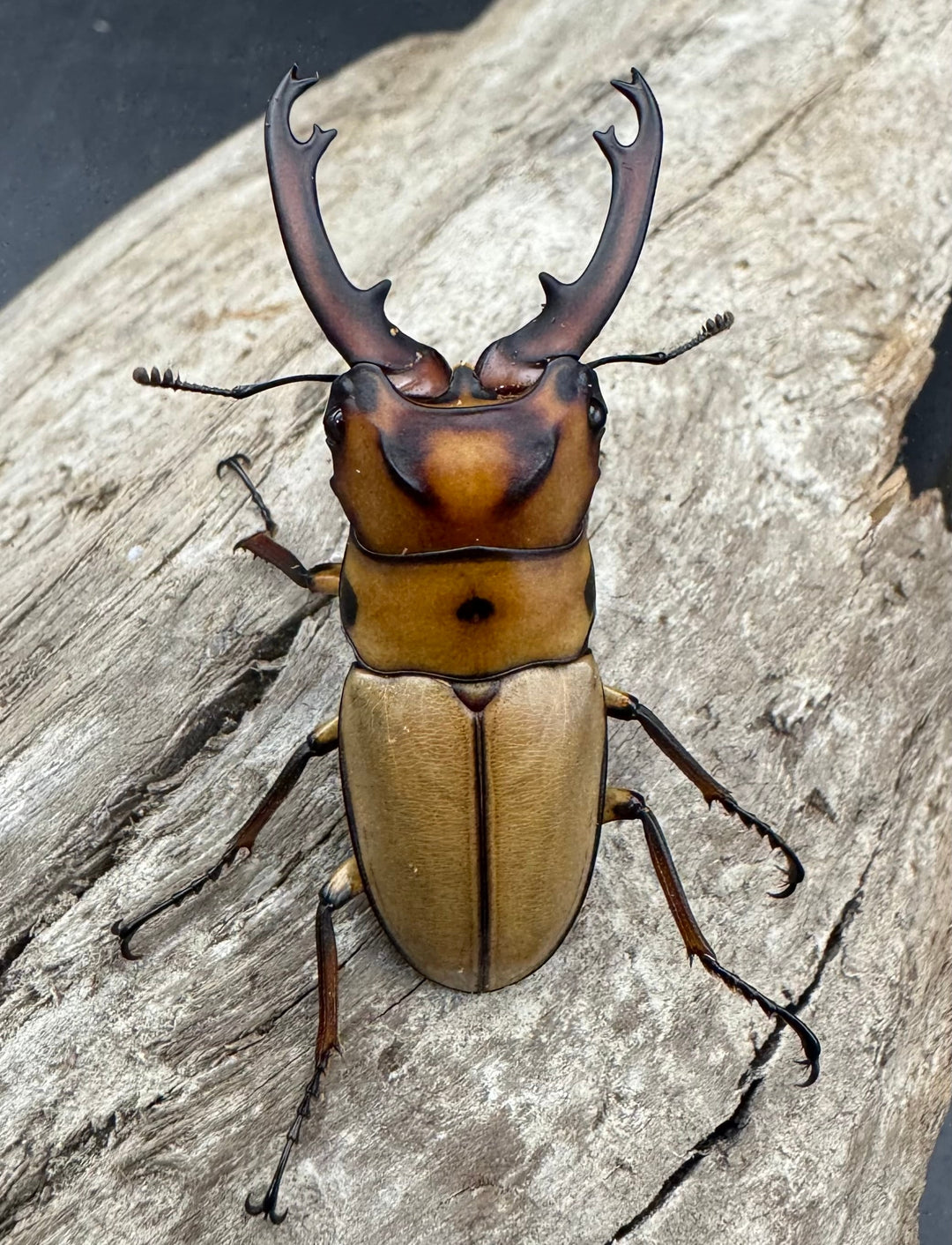 【WD】《オキピタリスノコギリ原名亜種 パロロ パル産 46.5mm ペア》