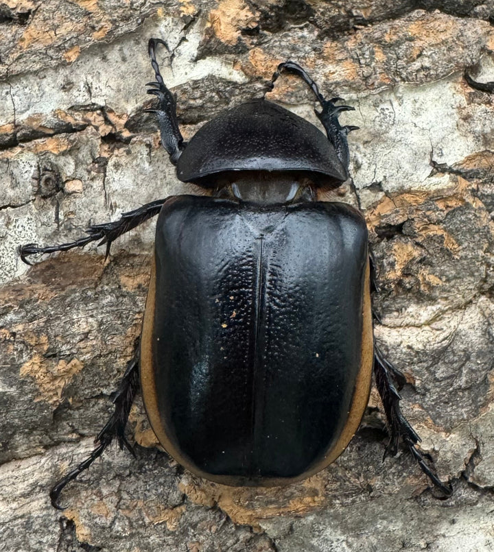 《ハードウィッケイゴホンツノカブト 62mm ペア》