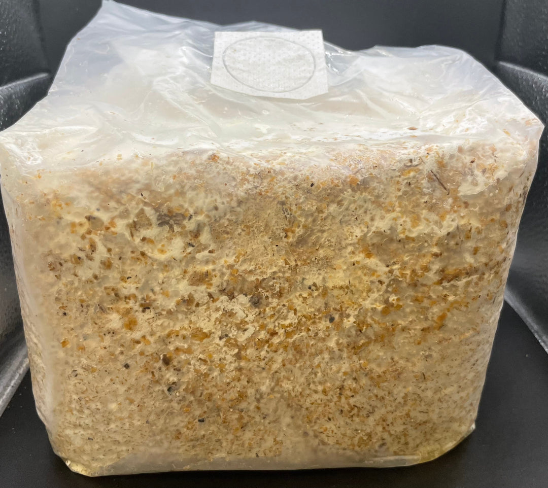 北海道産ブナ100%オオヒラタケ菌糸ブロック 4000cc