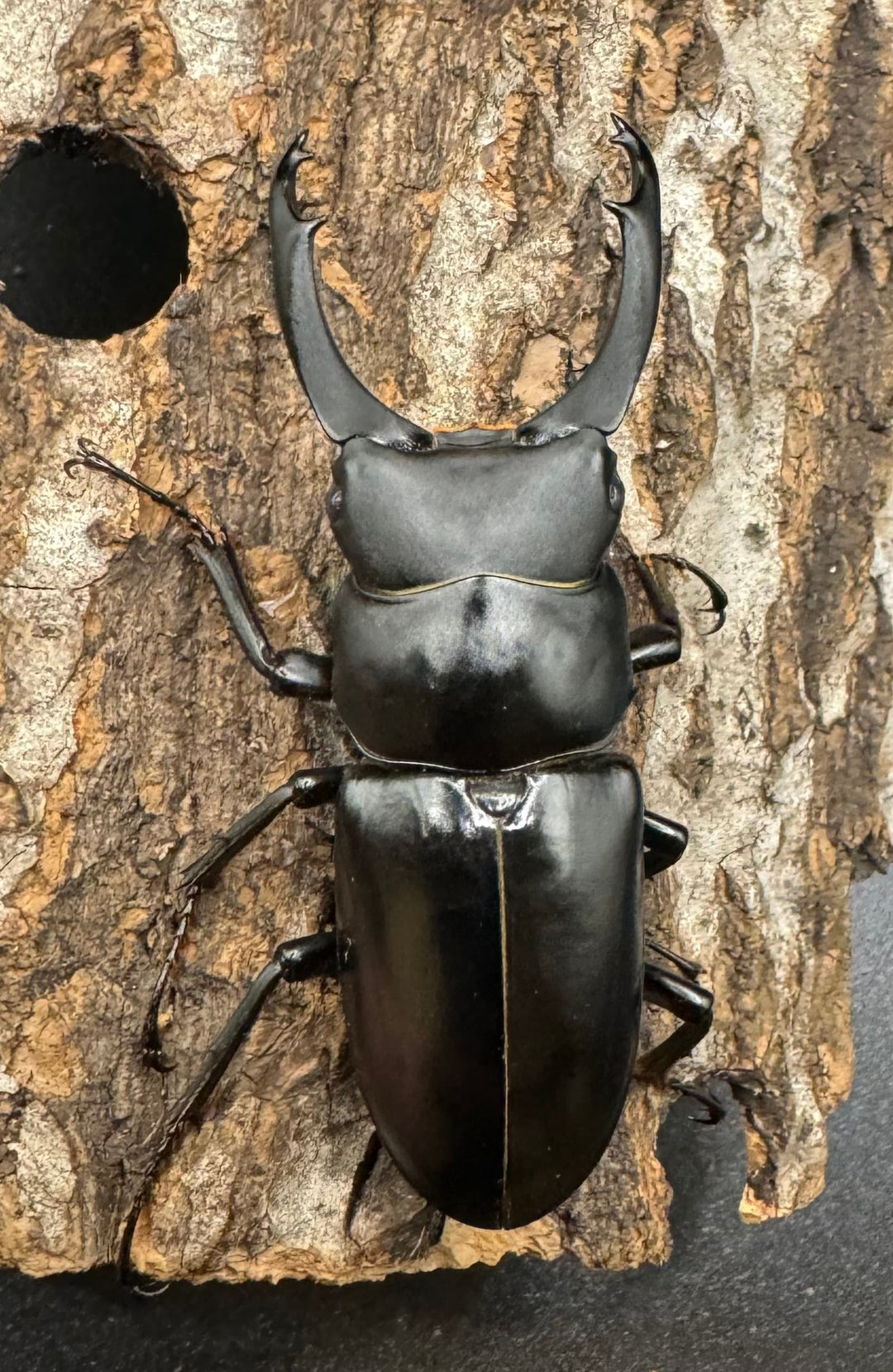 【WD】《ブラナウンコクワ 貢山産 59mm ♂♀♀トリオ》