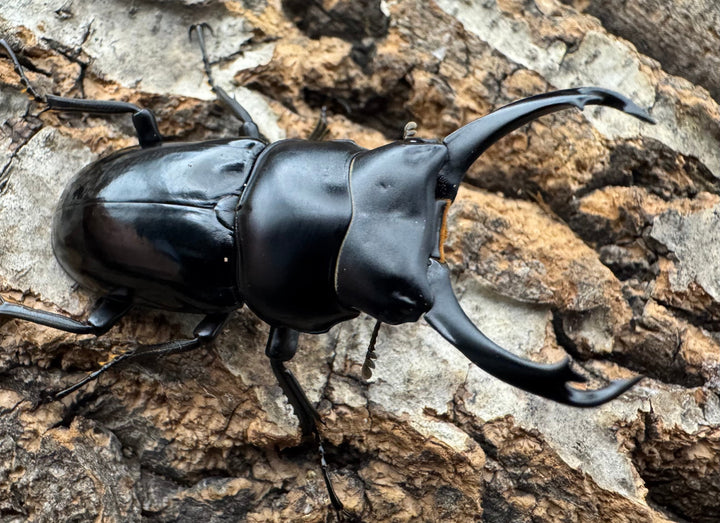 【WD】《シネンシスコクワ ssp. 怒江亜種 46mm ペア》