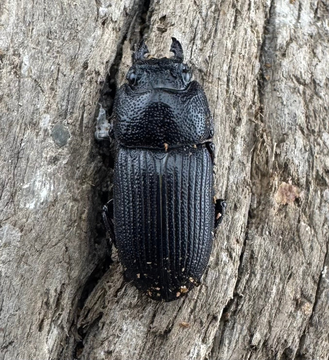 【WD】《ラエビコリスネブトクワガタ 21mm ペア》