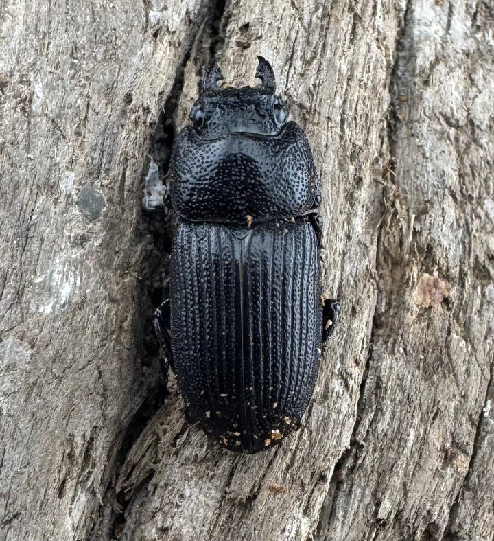 【WD】《ラエビコリスネブトクワガタ 21mm ペア》