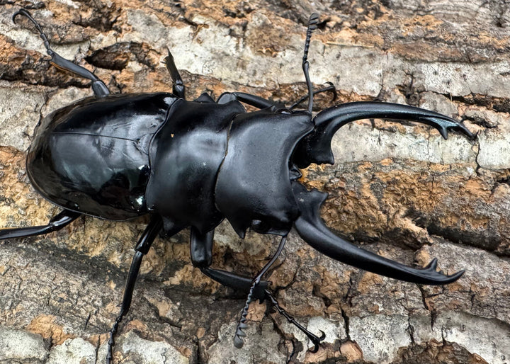 【WD】《ダールマンツヤクワガタ亜種celebensis 82mm ペア》