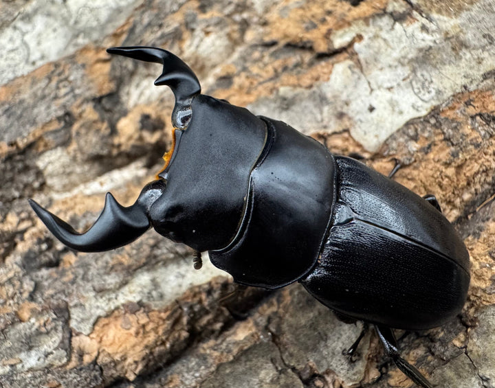 【WD】《ドルクスリンビン 42mm ♂♀♀トリオ》