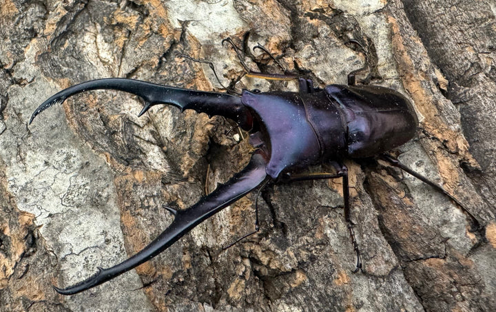 【美麗】《メタリフェルホソアカ 77mm ペア》わたくわ氏ブリード個体