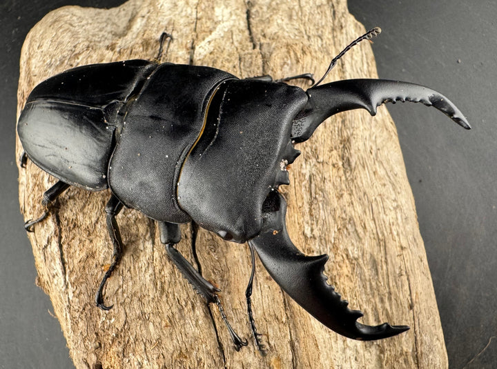 【WD】大型《カシブヒラタクワガタ 88mm ペア》