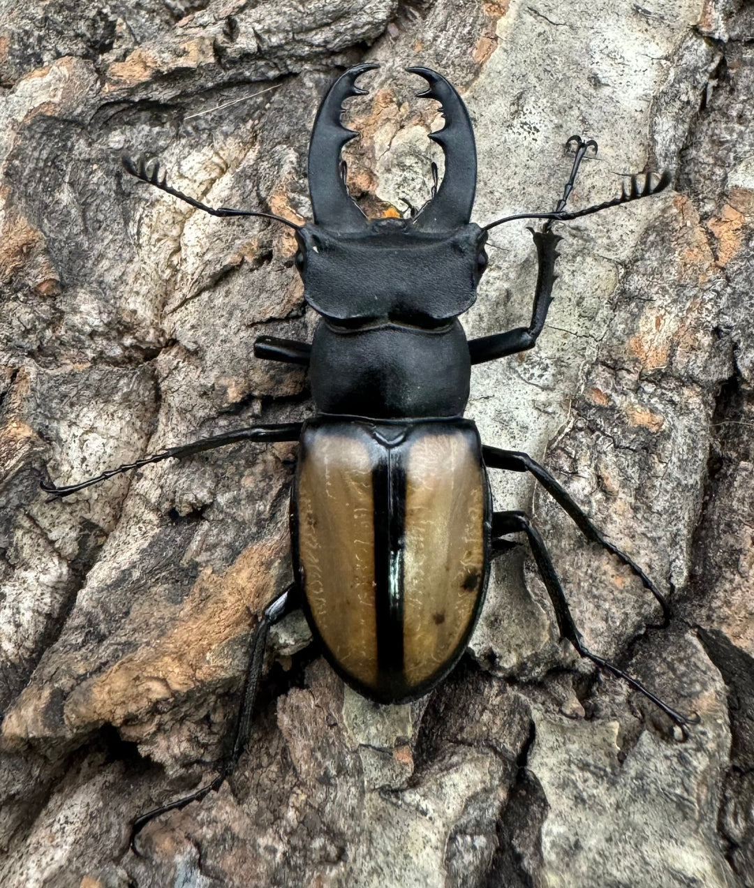 【WD】《パリーミヤマクワガタ 40.5mm B品ペア》