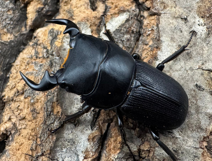 【WD】《ドルクスリンビン 32mm ペア》