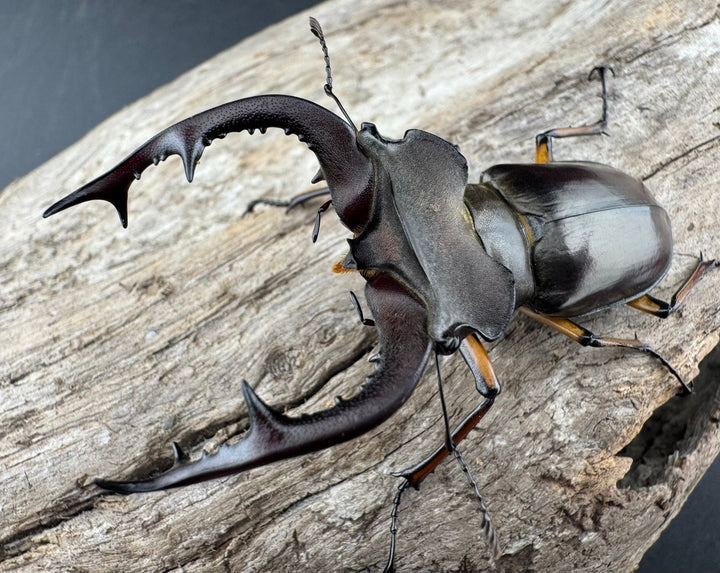 【WD】《フェアメイルミヤマ 雅安市産 58mm ペア》