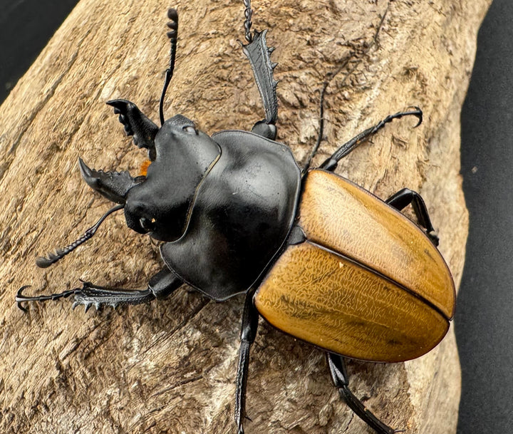 【WD】《ニティドゥスマルバネ亜種lemeei 広西壮族産 42mm ペア》