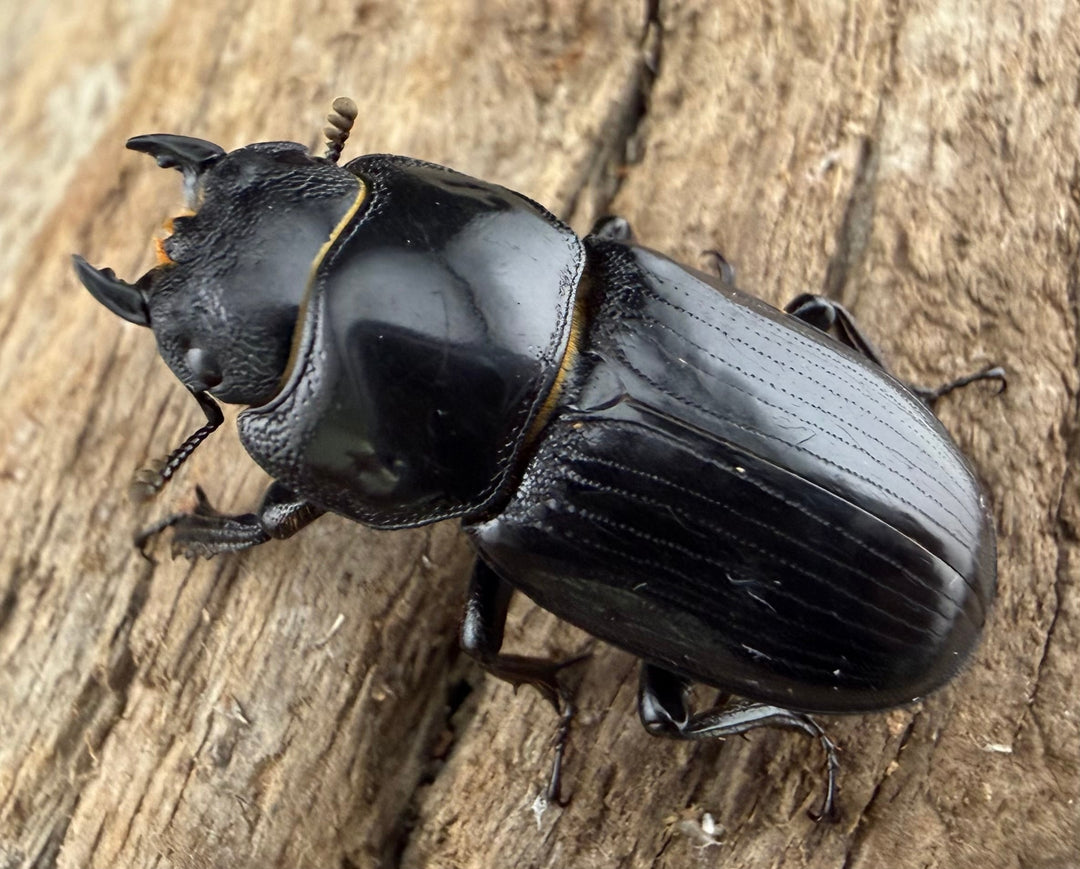 【WD】《カツラオオクワ 広西壮族産 25mm ペア》