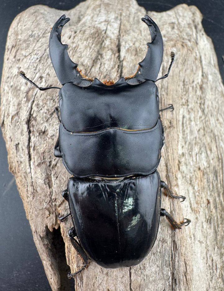 【WD】《ユーリケファルスヒラタ 74.5mm ペア》