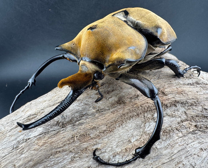 即ブリ《エレファスゾウカブト 114mm B品ペア》