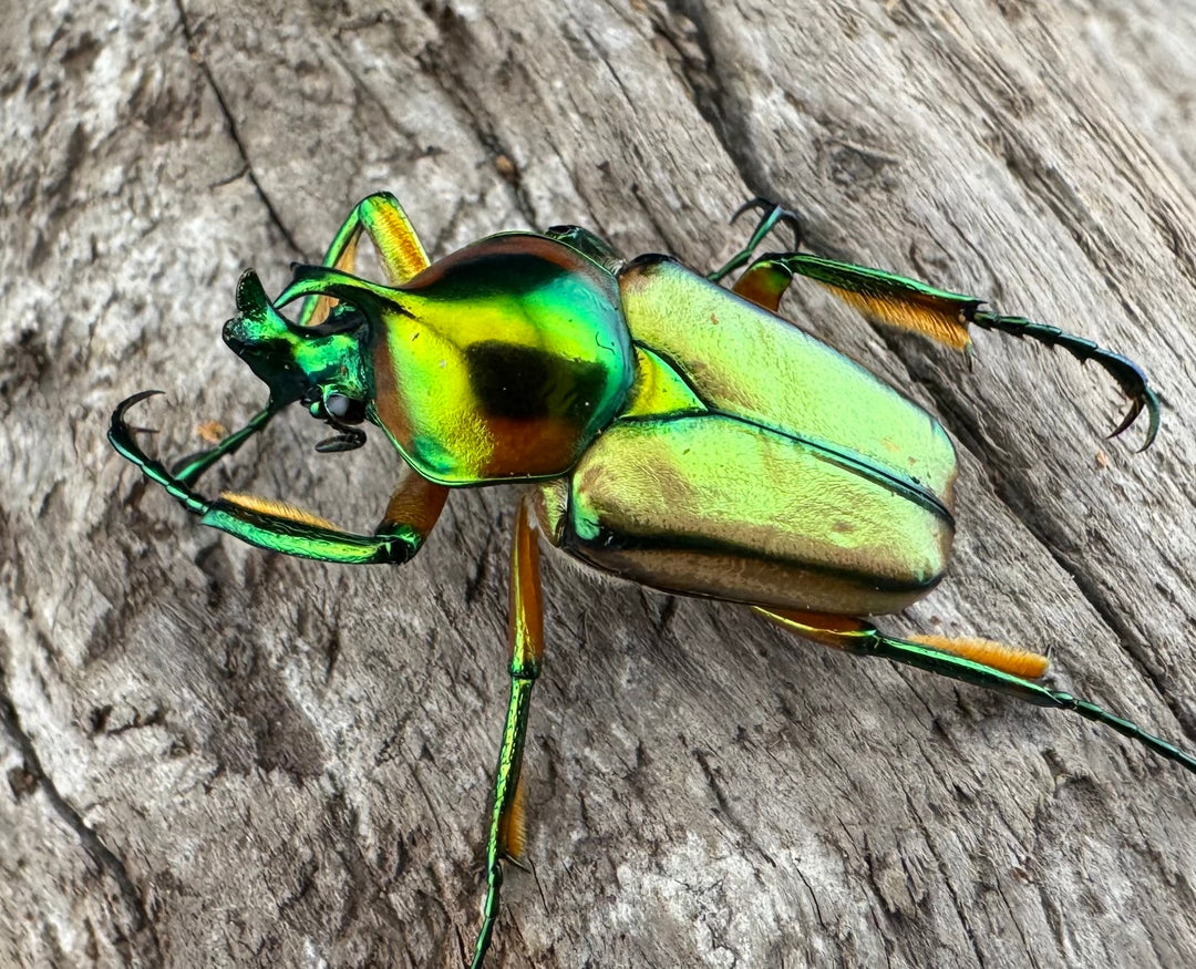 【WD】《セブヒメカブトハナムグリ亜種kachikun ペア》